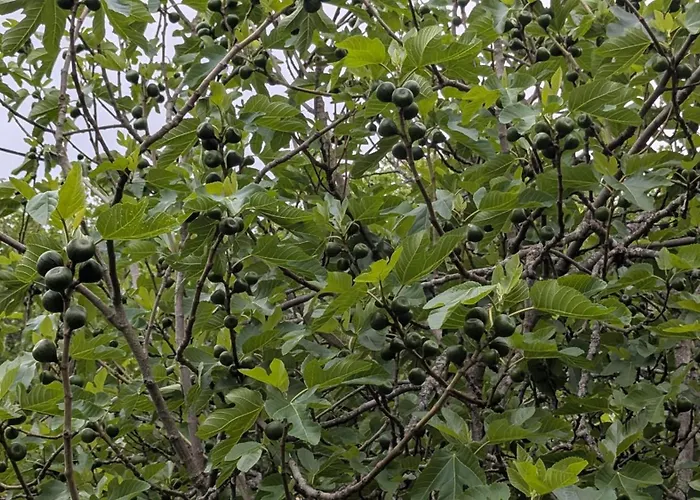 Casa vacanze Hameau Des Galottières-perche, Immersion Nature à 2h De Paris